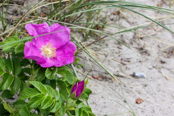 Stranden rose — Stockfoto