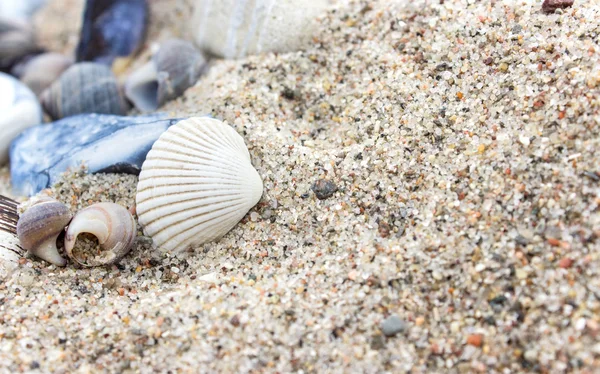 Shells, stones and sand — Stock Photo, Image