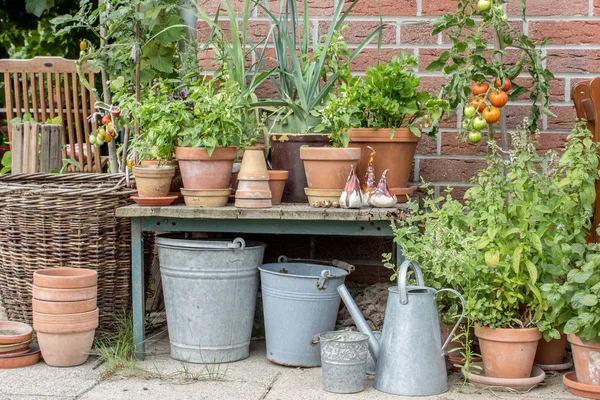 Herbs and vegetables — Stock Photo, Image