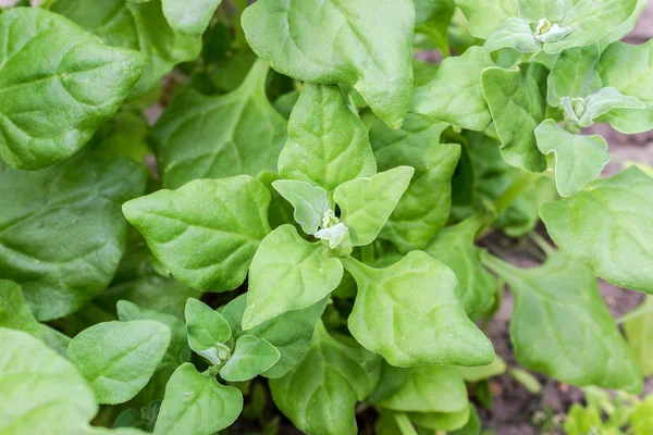 Espinacas de Nueva Zelanda —  Fotos de Stock