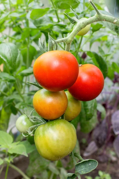 En tomatplanta — Stockfoto