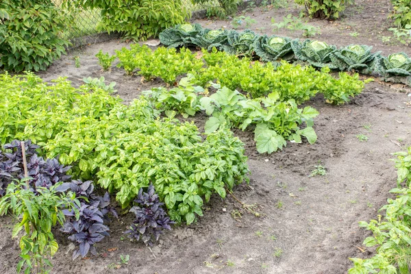 A vegetable patch — Stock Photo, Image