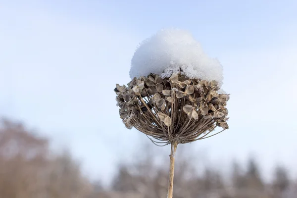 Blomma med snö — Stockfoto