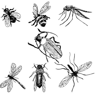 Çizilmiş böcekler