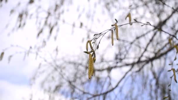 Abedules florecientes de primavera, balanceándose en el viento — Vídeos de Stock
