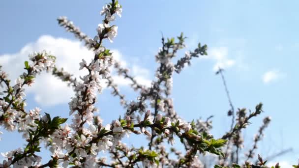 Ramas florecientes de abejas polinizadoras de cerezo sobre fondo de cielo azul — Vídeo de stock