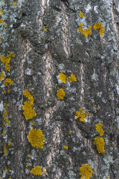 La textura del tronco de un abedul viejo —  Fotos de Stock