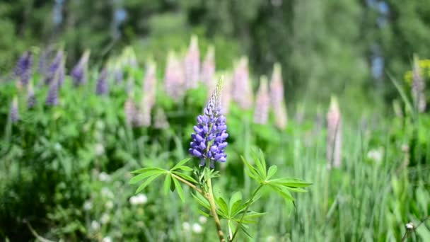 Fleurs violettes se balançant dans le vent 
