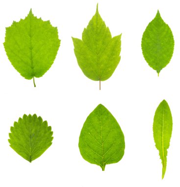 Beyaz bir arka plan üzerinde bitki ve ağaçlar yeşil yaprakları