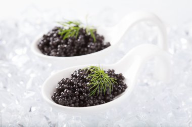 White spoons with natural sturgeon caviar and dill on ice cubes.