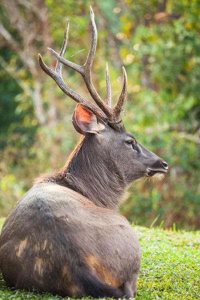 梅花鹿是一只大鹿原产于印度 — 图库照片