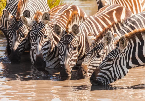 Zebra beber em estado selvagem — Fotografia de Stock