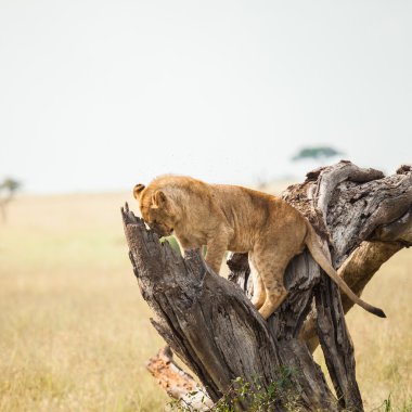 Aslan, yaban hayatı