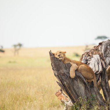Aslan, yaban hayatı