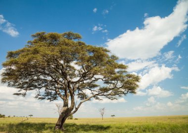 ağaç ve otların peyzaj için
