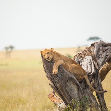 Aslan, yaban hayatı