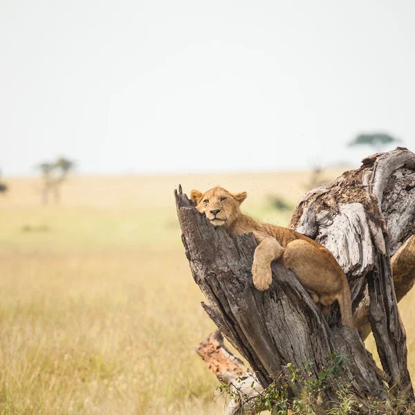 Lion in wildlife — Stockfoto