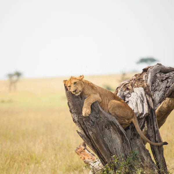 Leão na vida selvagem — Fotografia de Stock