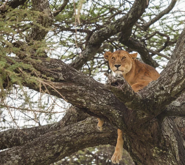 Leão na vida selvagem — Fotografia de Stock