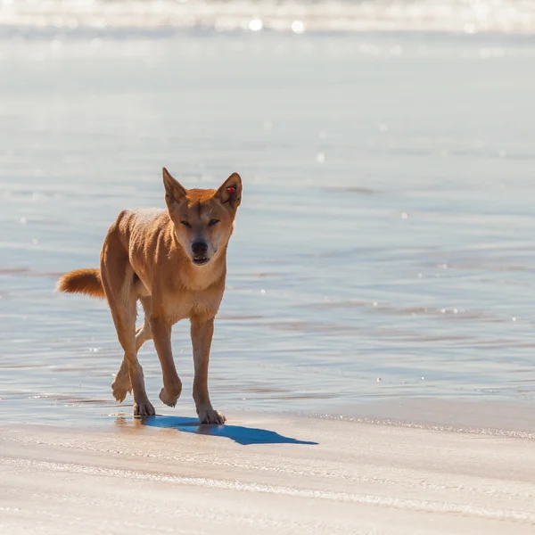 Dingo Avustralya'da bulunan vahşi bir köpek olduğunu
