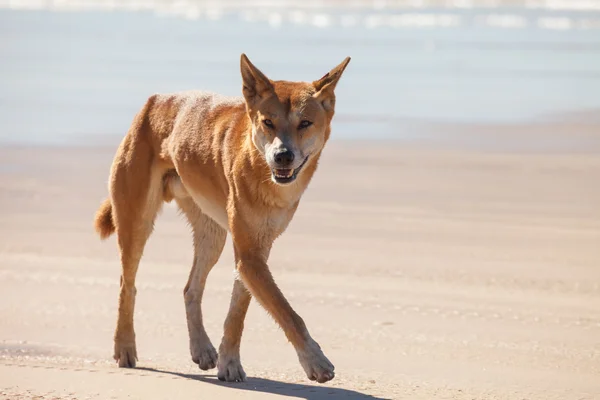 Dingo je divoký pes, nalezen v Austrálii — Stock fotografie