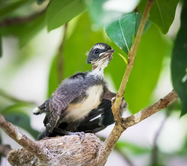 Mom Baby Pied Fantail Birds Nest — Stock Photo, Image