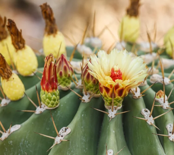 Flores de cactus — Foto de Stock