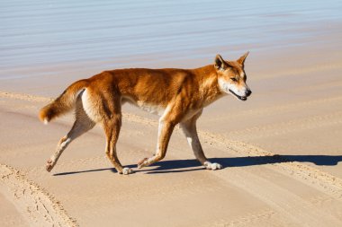 Dingo in fraser Island  Austaralia clipart