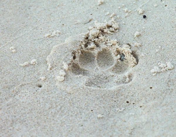 Tierische Fußabdrücke im Sand — Stockfoto