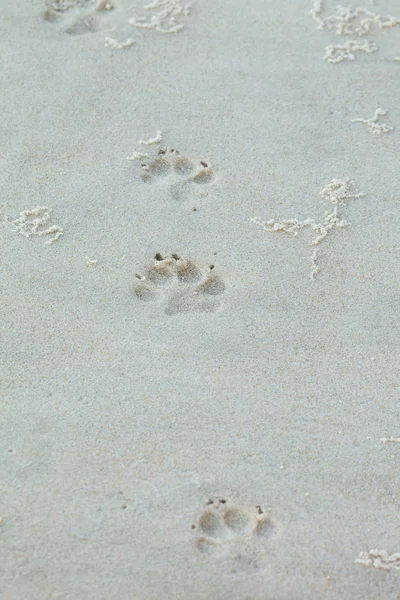 Tierische Fußabdrücke im Sand — Stockfoto