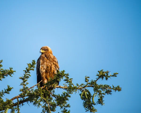 Hawk — Stock Photo, Image