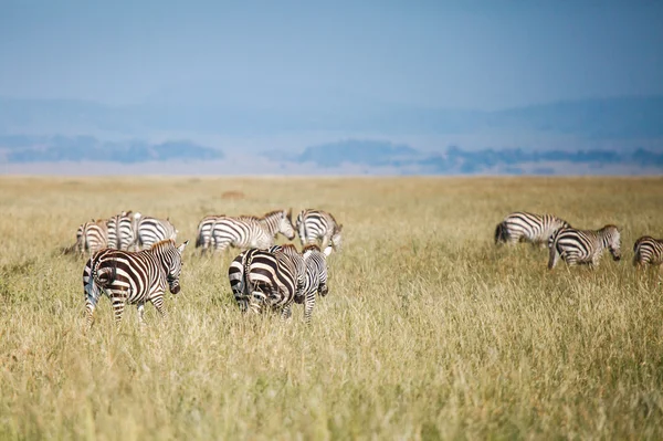 Zebra na migração — Fotografia de Stock