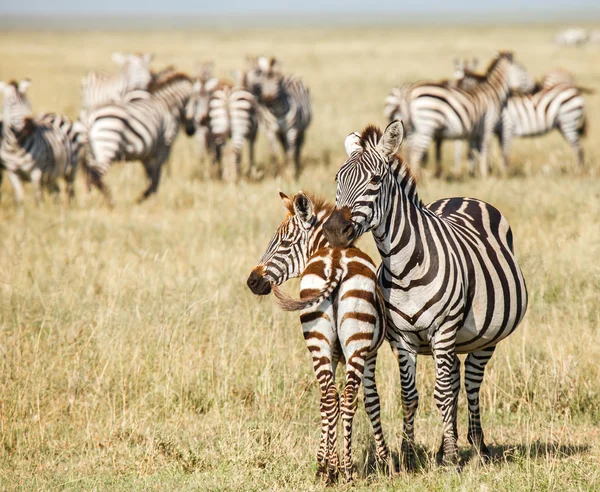 Zebra e bebê — Fotografia de Stock