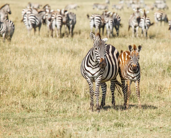 Zebra e bebê — Fotografia de Stock