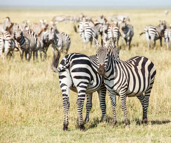 Zebra e bebê — Fotografia de Stock