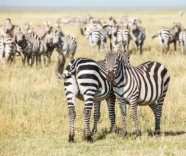 Zebra ve bebek