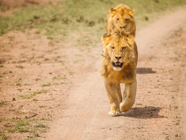 野生のライオン — ストック写真