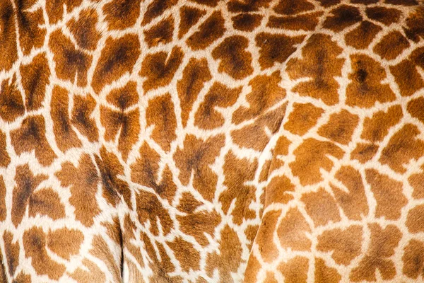 skin gieaffe