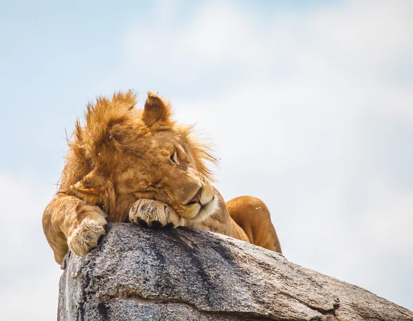 Löwe auf dem Felsen Stockbild