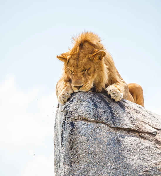 Löwe auf dem Felsen lizenzfreie Stockbilder