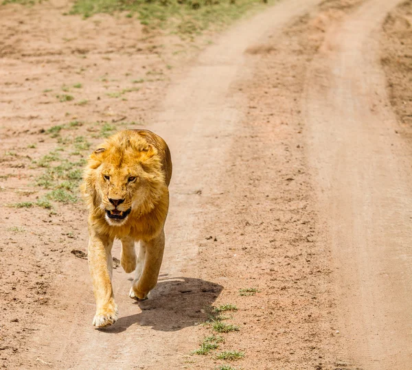 Löwe in freier Wildbahn Stockbild