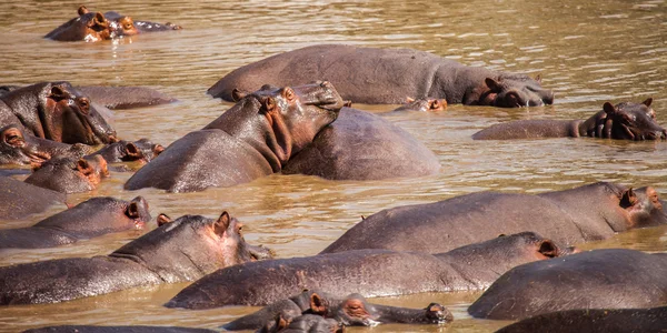Hipopótamo na piscina hipopótamo — Fotografia de Stock