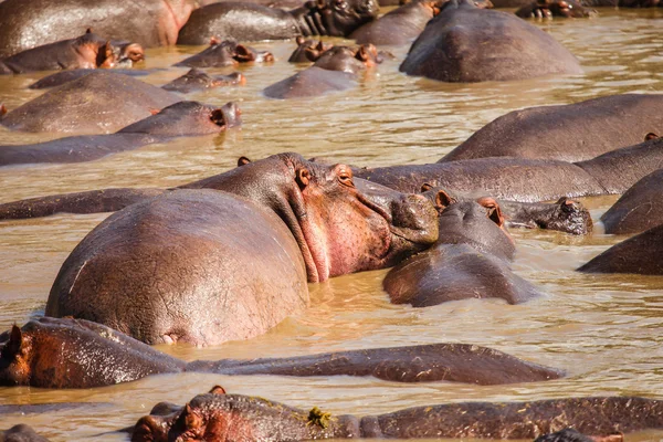 Hipopótamo na piscina hipopótamo — Fotografia de Stock