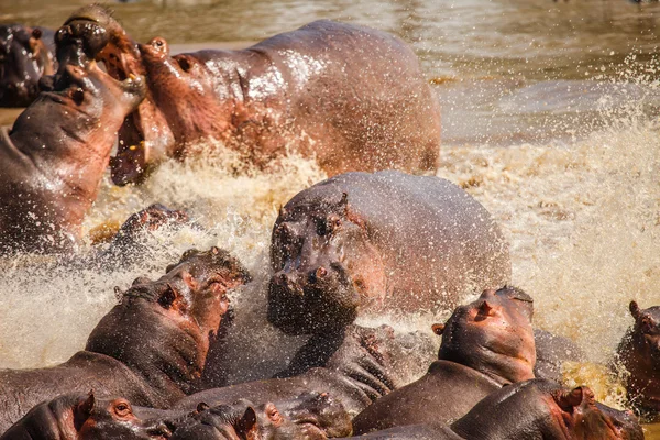 Hipopótamo en piscina hipopótamo — Foto de Stock