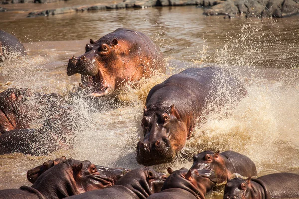 Hipopótamo en piscina hipopótamo — Foto de Stock