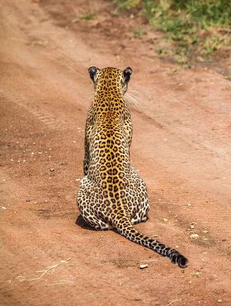 Leopardo está caçando na natureza — Fotografia de Stock