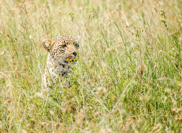 El leopardo está cazando en la naturaleza —  Fotos de Stock