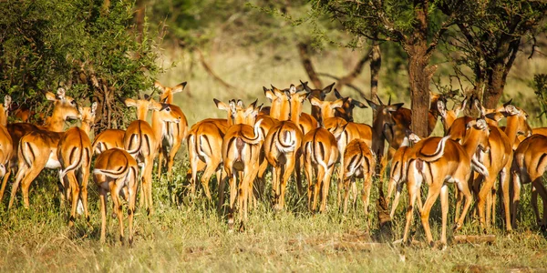 Impala in freier Wildbahn lizenzfreie Stockfotos