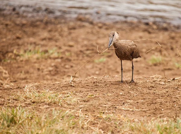 Hamerkop держать траву гнездо в природе — стоковое фото