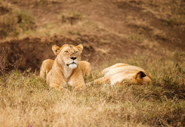 Lion in de natuur — Stockfoto